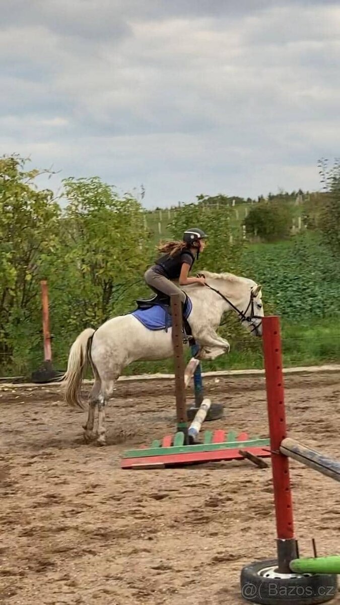 Prodám ponyho do sportu či k aktivnímu hobby - 5