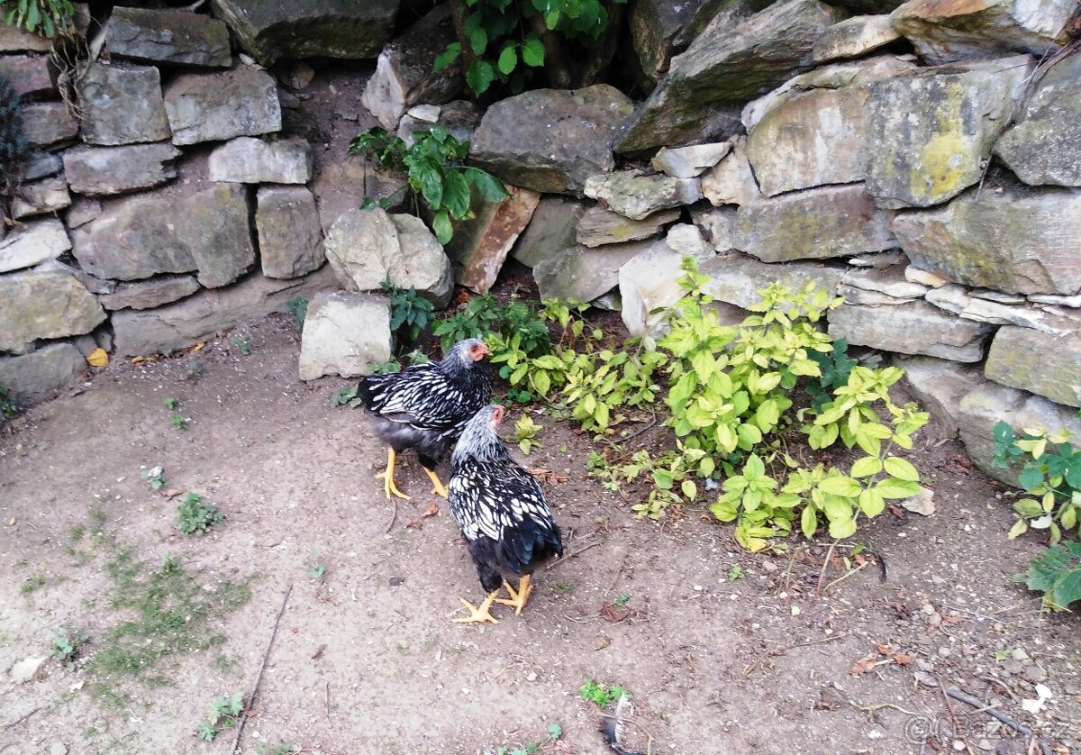 Kohouti Wyandotka - 5