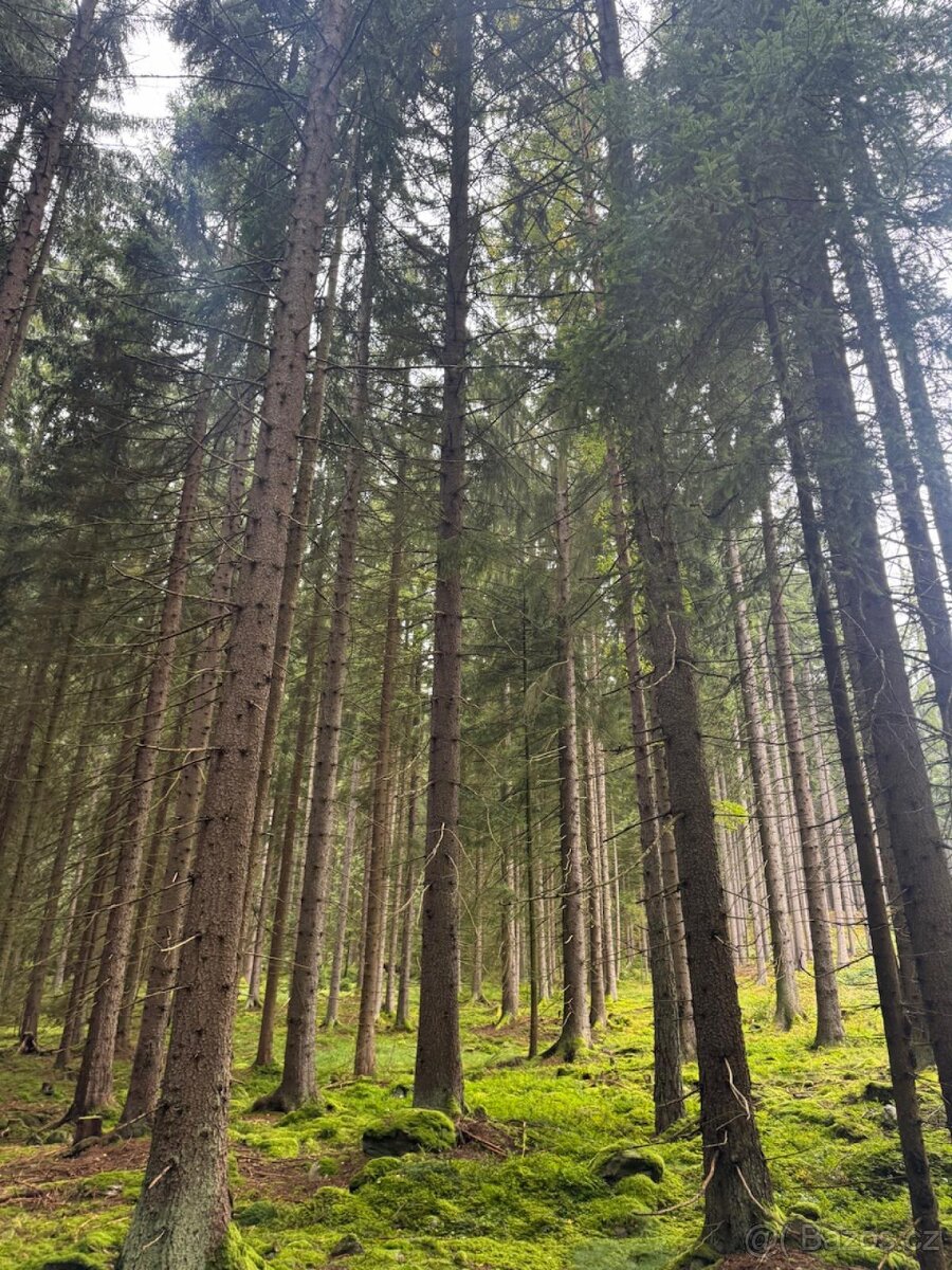 Prodám lesní pozemky v k.ú. Nicov - 5