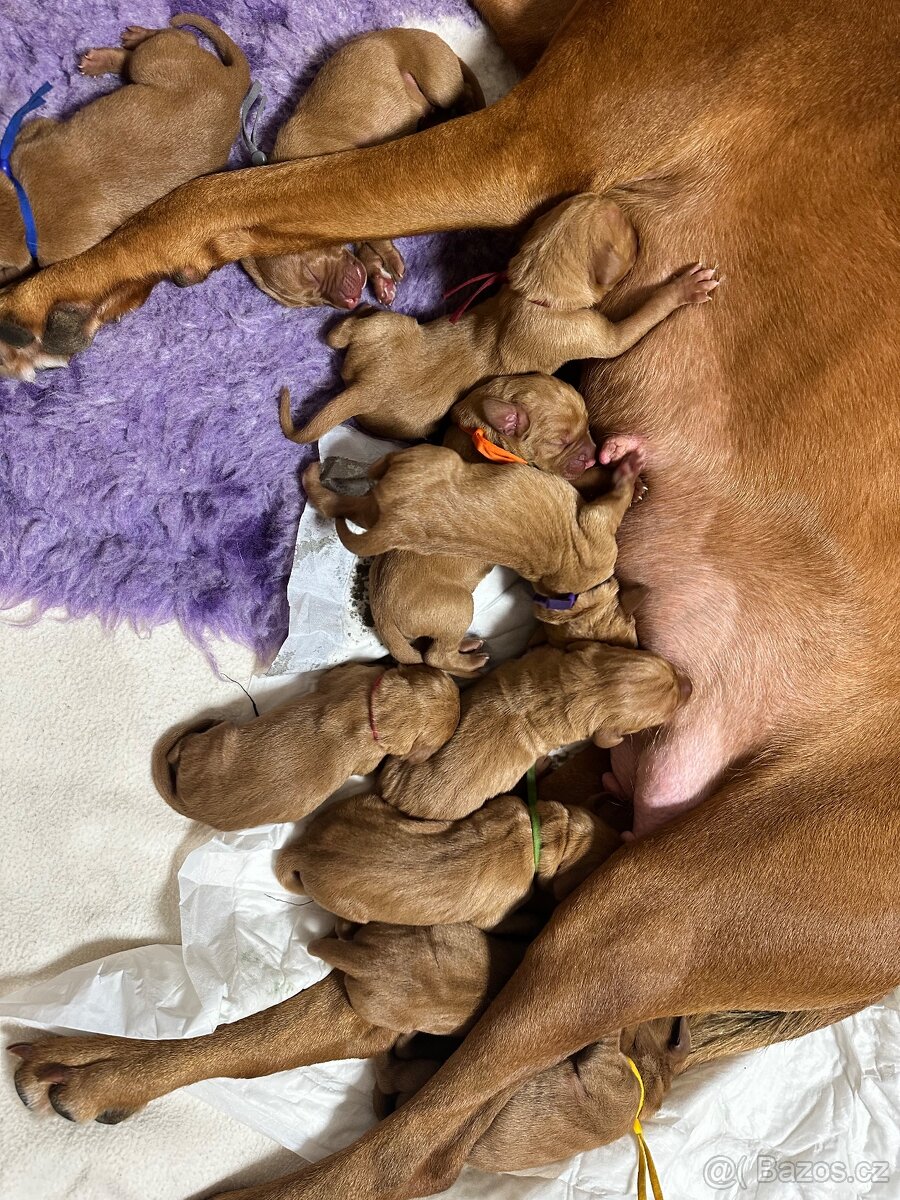 Maďarský krátkosrstý ohař - 5