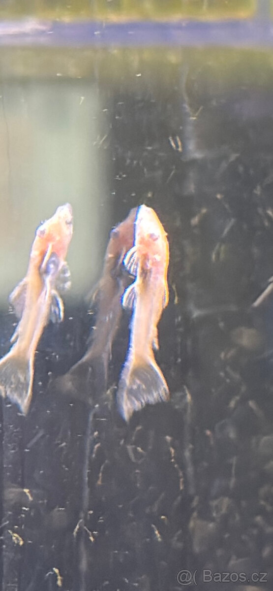 Black Molly, Ancistrus Gold - 5