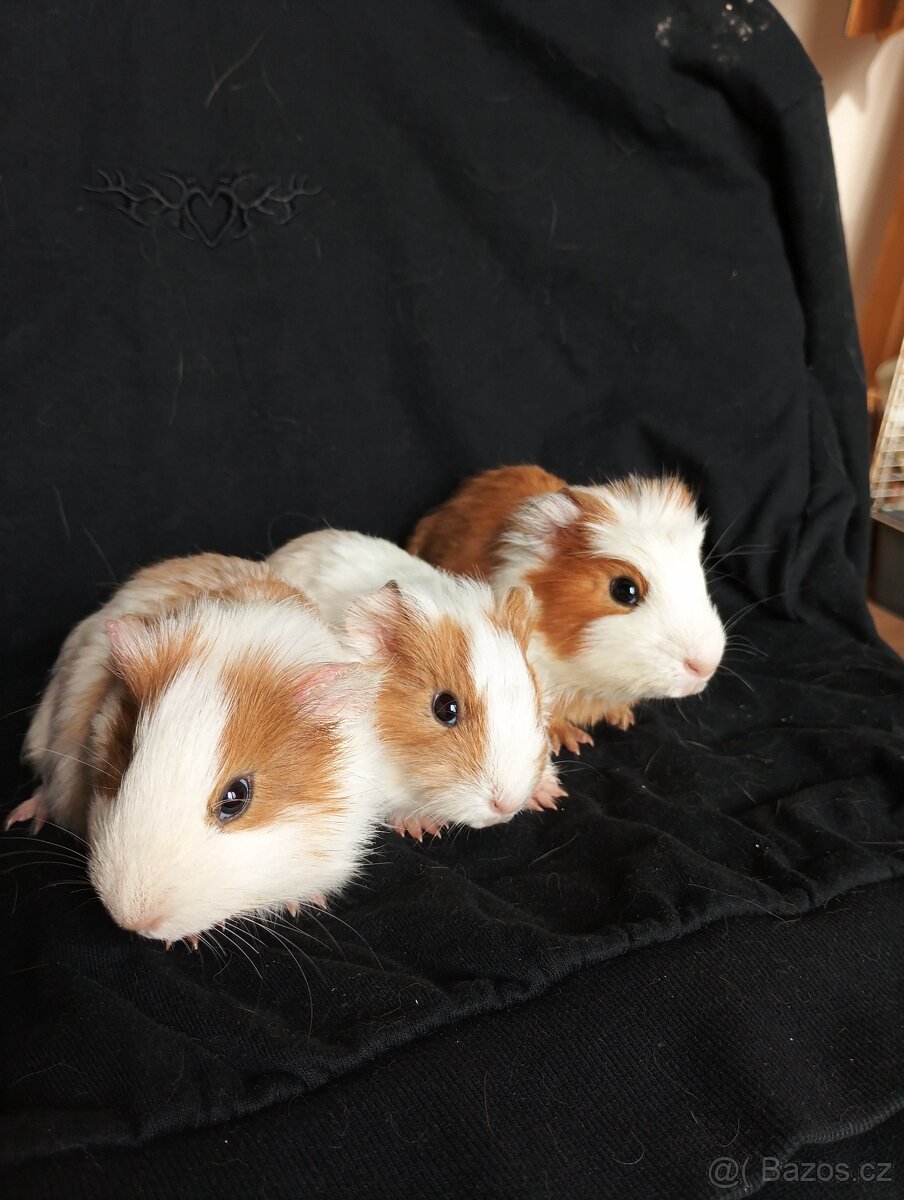 Prodáme morčata - 5