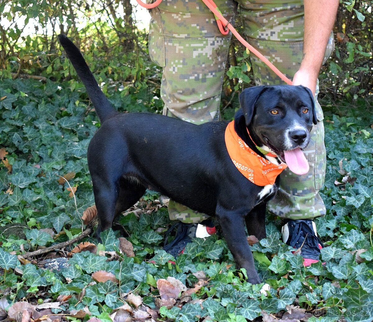 ADRIANA K ADOPCI - přátelská, umazlená, vděčná - 5