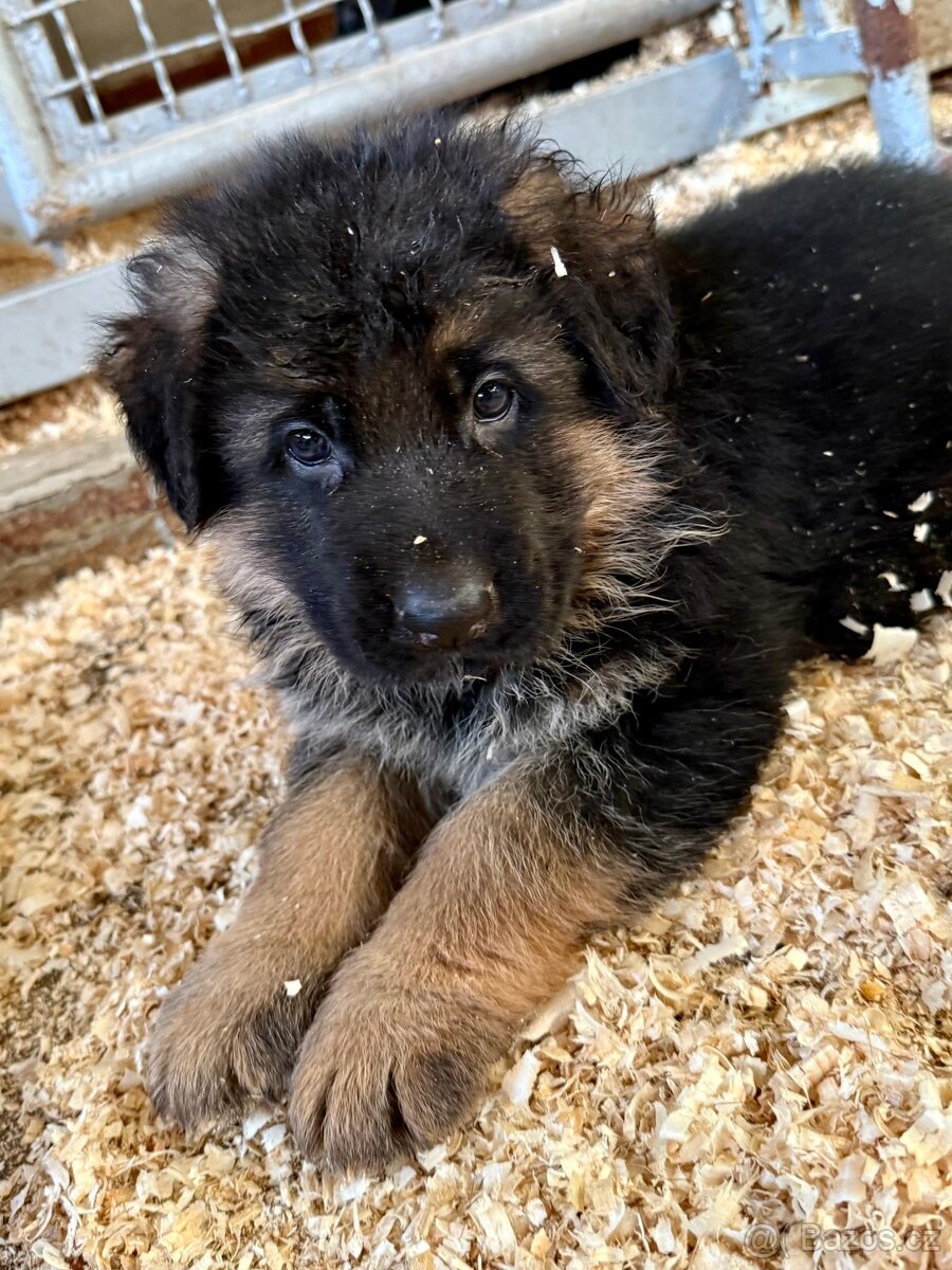 Německý ovčák - 5