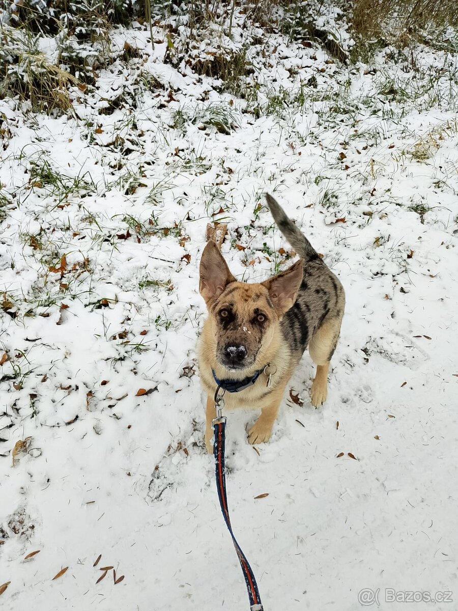 Daruji štěně 6 měsíců - 5