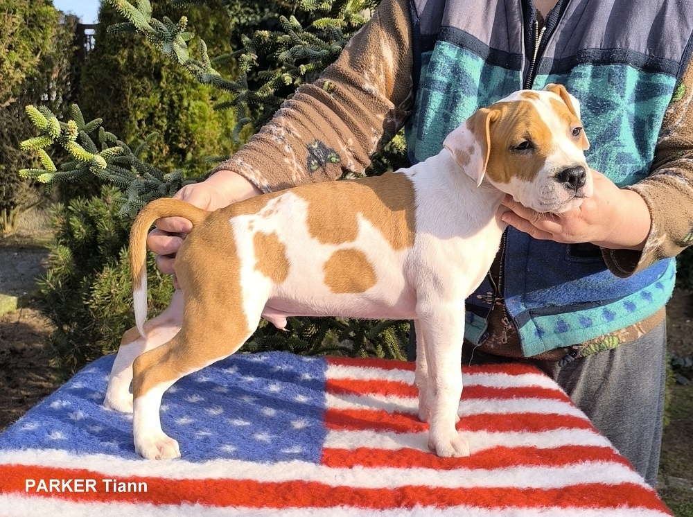 AMERICKÝ STAFORDŠÍRSKY TERIÉR s PP - 5