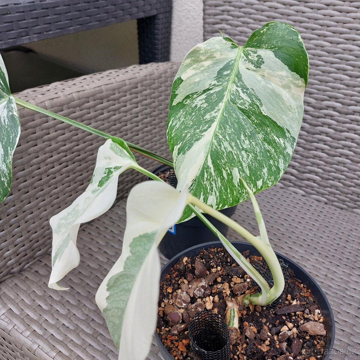 Monstera albo variegata - 5