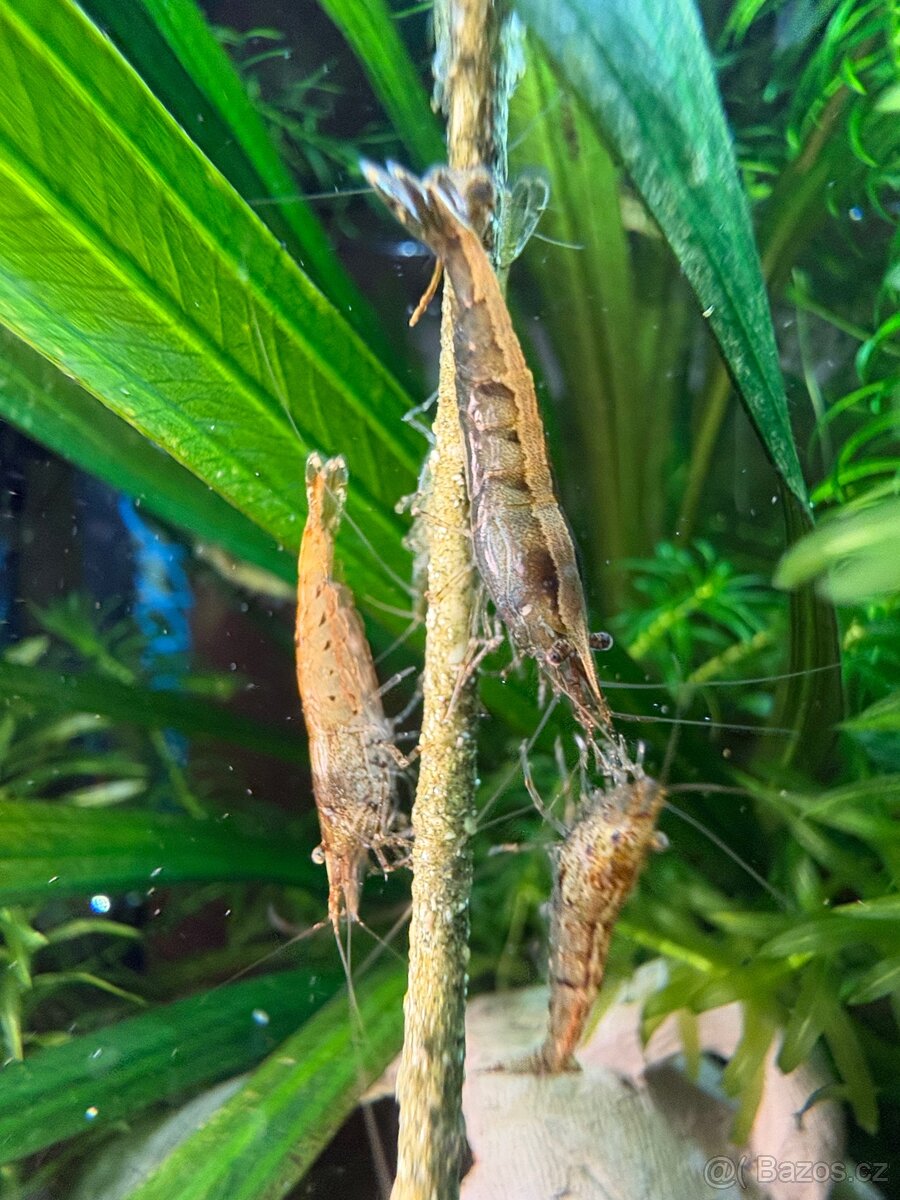 Krevetky Neocaridina - 5