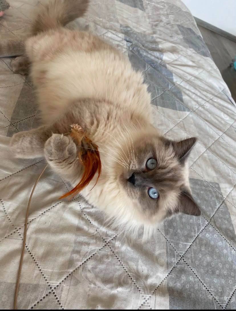 Kočka Ragdoll 2 roky - 5