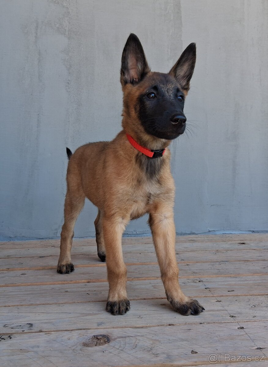 Štěňata Belgický ovčák malinois s PP - 5