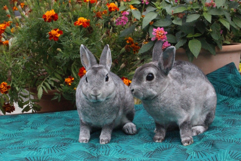 Zakrslý Rexík činčilový s PP - 5