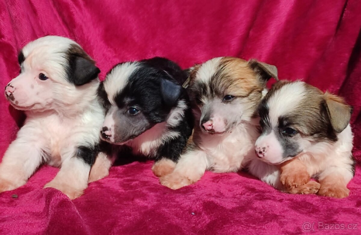 Čínský chocholatý pes labutěnka s pp - 5