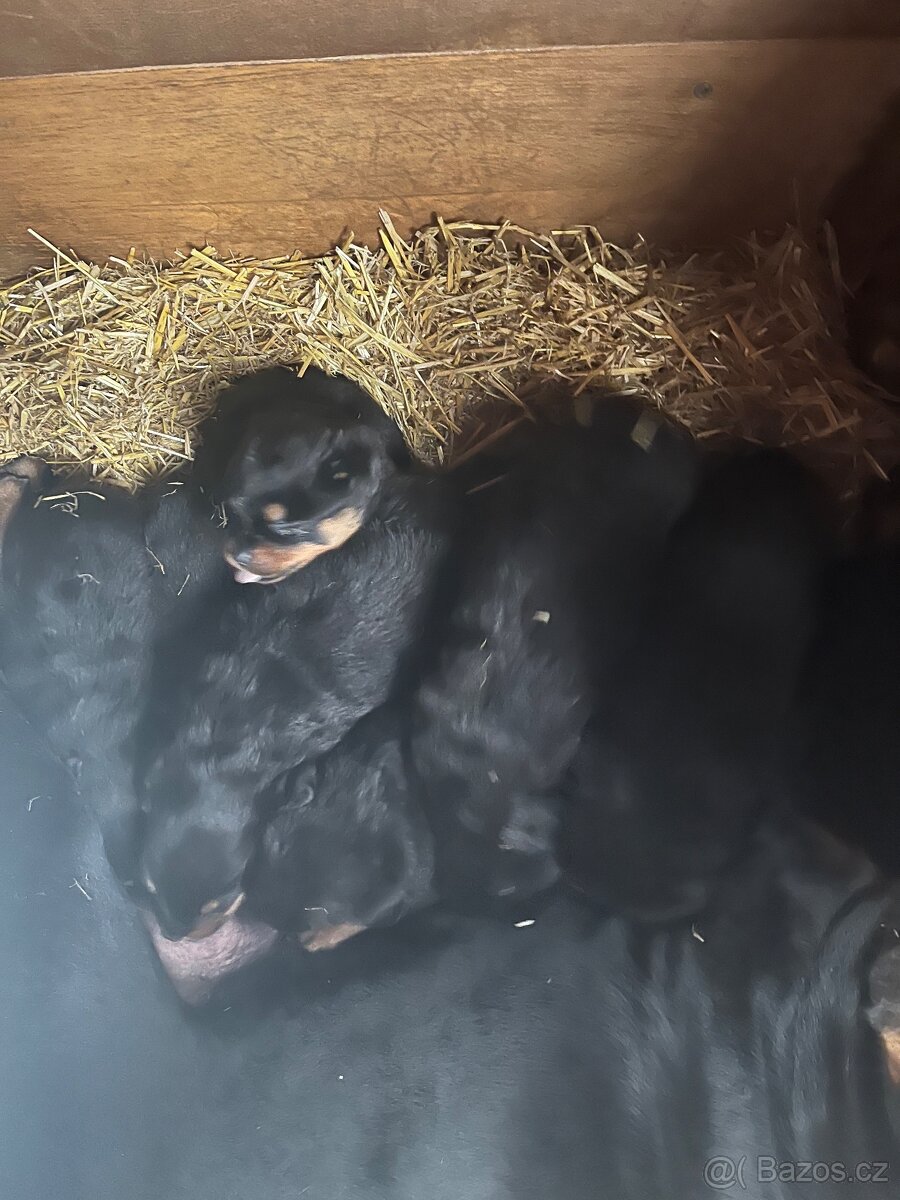 Štěňata rotvajlerů - 5