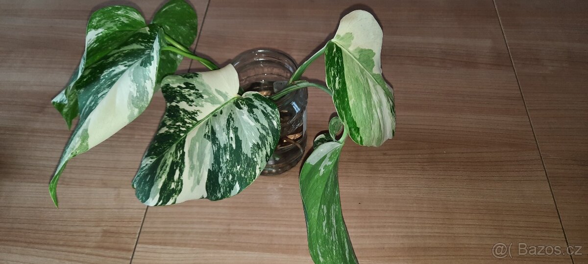 Monstera albo - různé řízky - 5