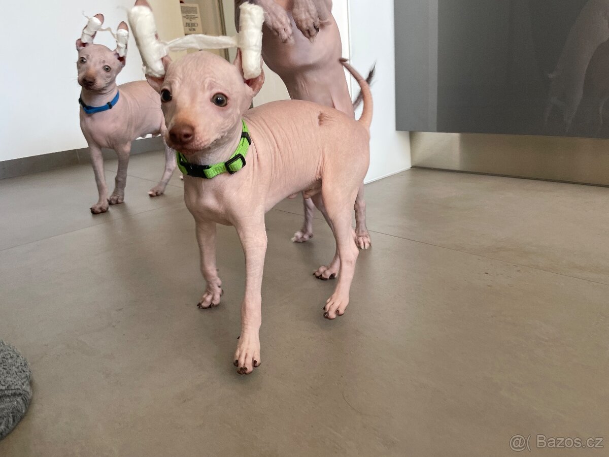 Peruánsky naháč malý - Anthoni - 5