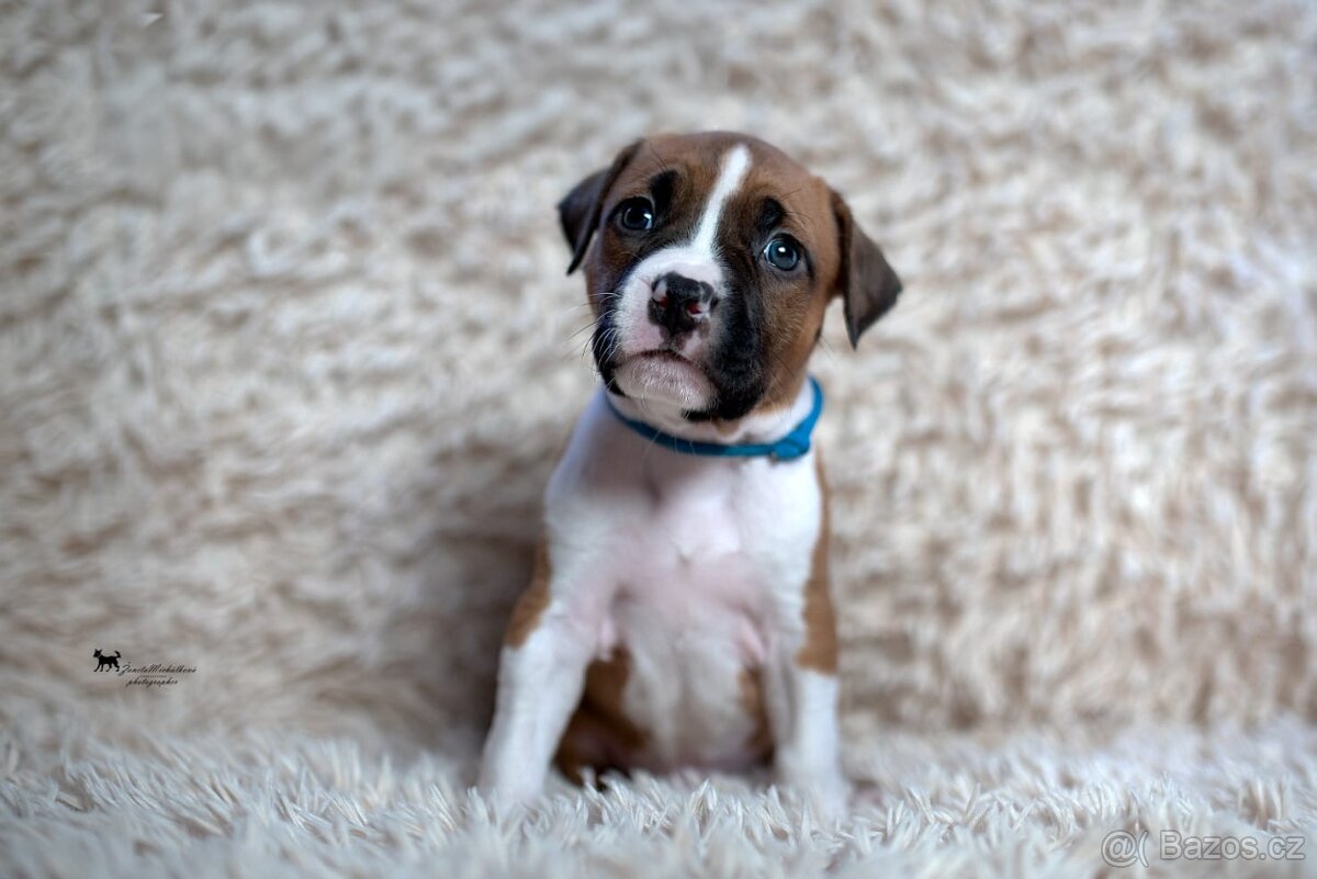 Americký stafordšírský teriér s PP - 5