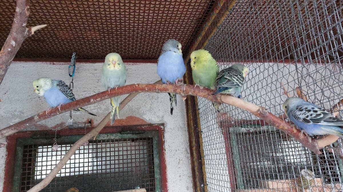 Andulky samečci - 5