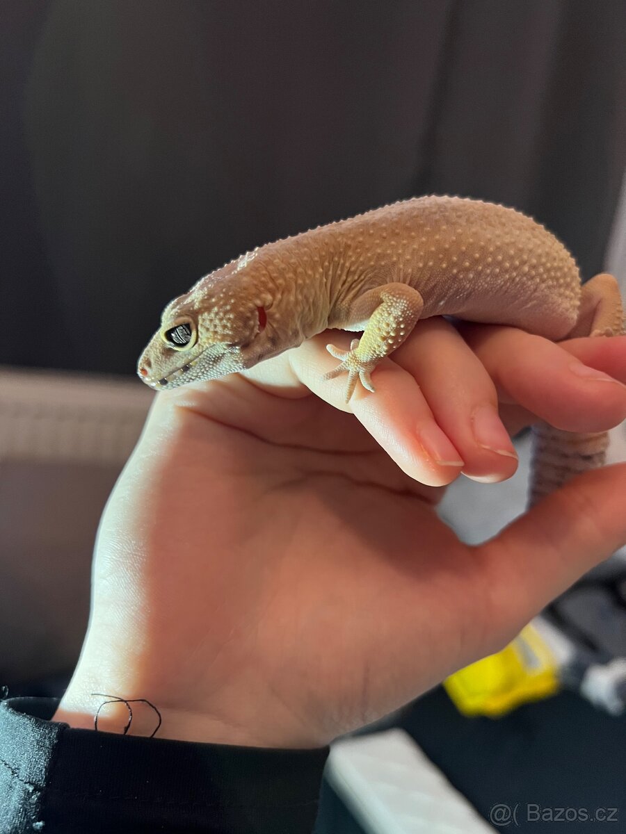 Prodám Gekončík Noční - 5