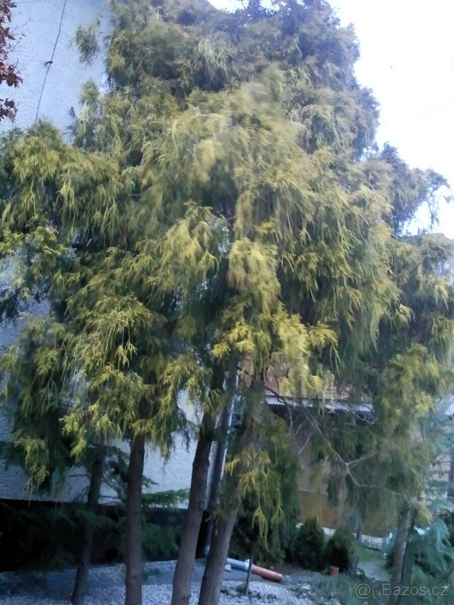 Borovice, smrčky, túje a další dřeviny - 5