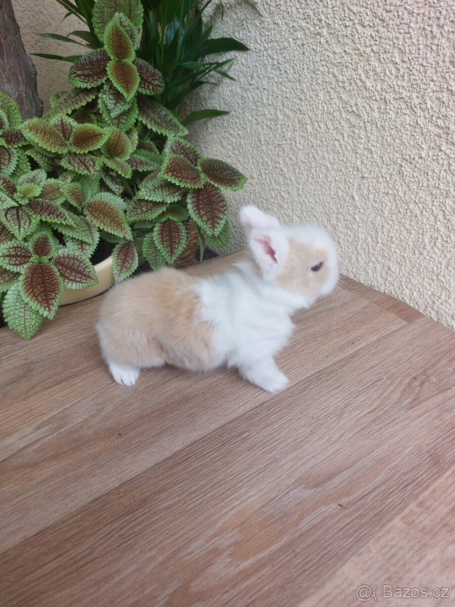 Zakrslý králík TEDDY - sameček - 5