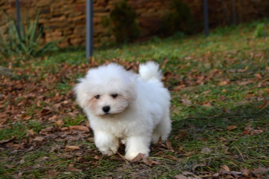 Bišonek Frisé s PP - 5