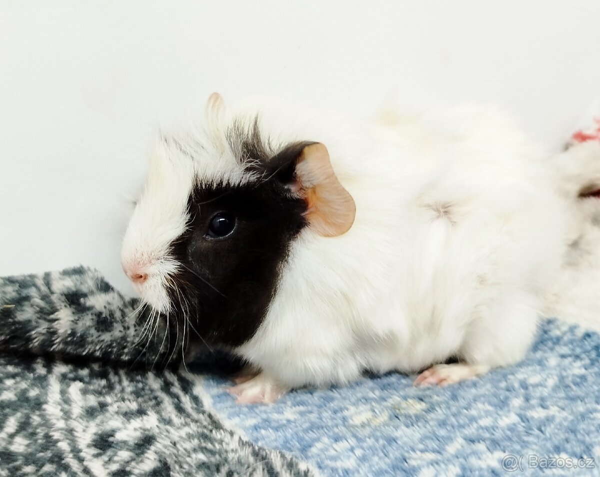 Morče, Morčata, Morčátko, Morčátka - GINA A GINA - 5