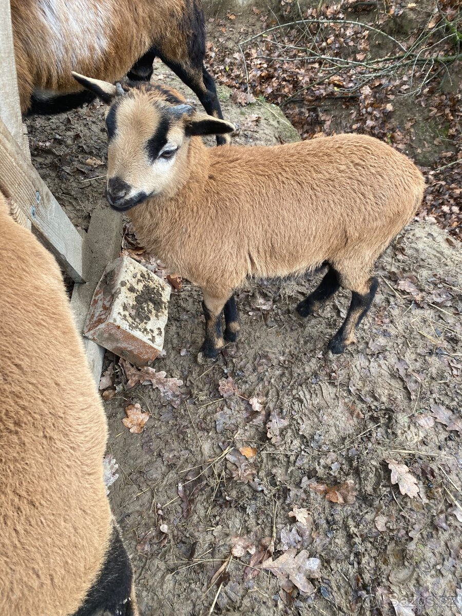 Ovce kamerunská - 5