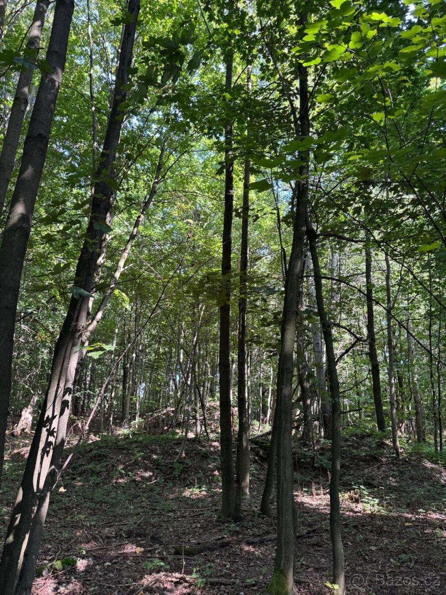 Prodej lesního pozemku v k.ú. Liberk - 5