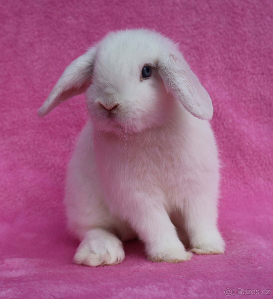 Modrooký zakrslý beránek . - 5