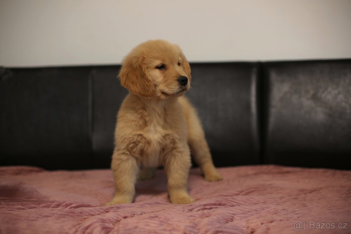 GOLDEN RETRIEVER- ZKwP/FCI, american type,zlatý retrívr - 5