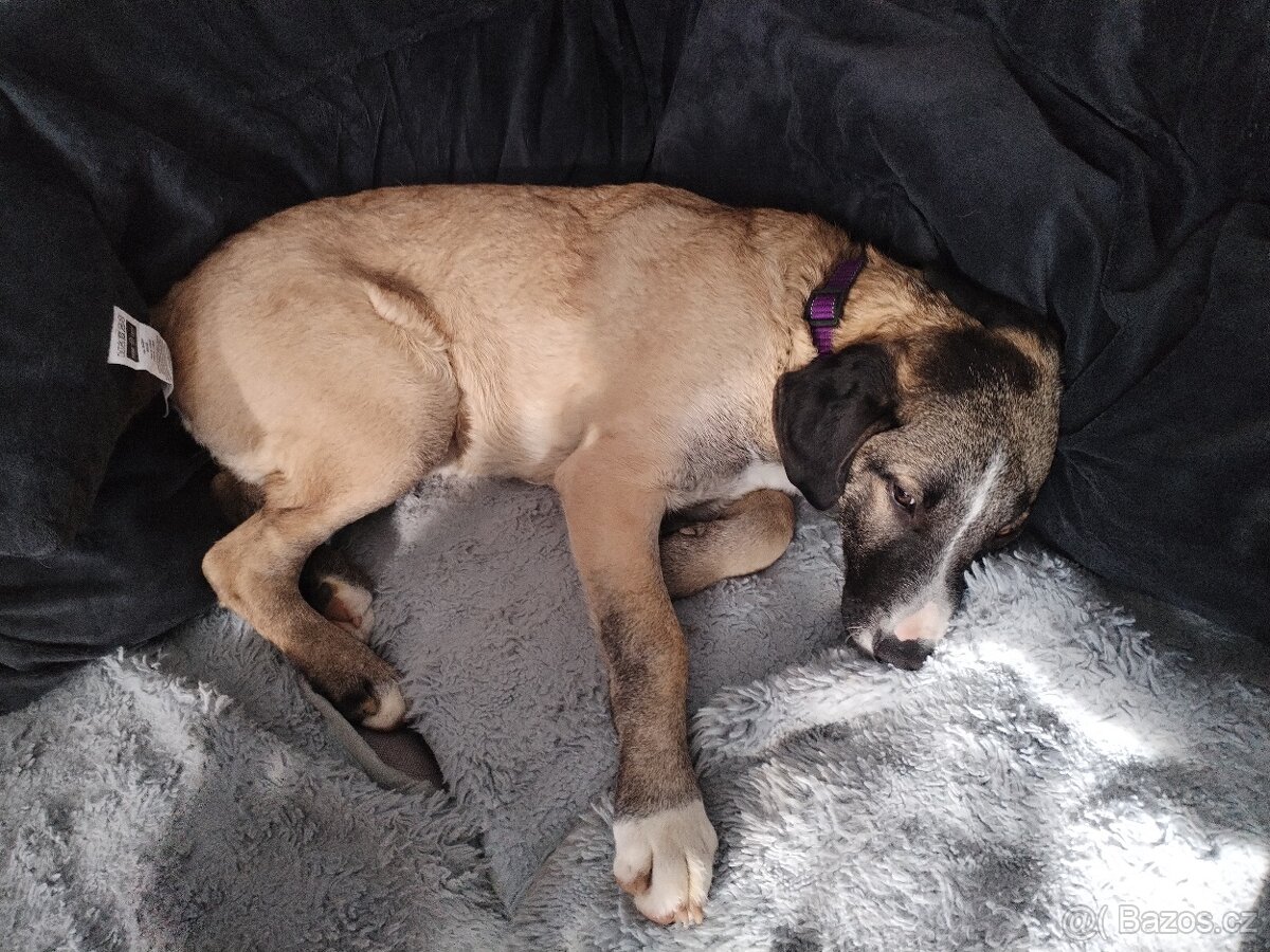 Prodám 6 měsíční štěně - 5