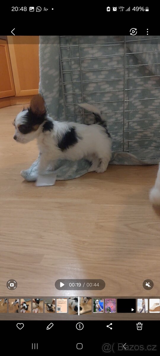 Biewerterier prodej - 5