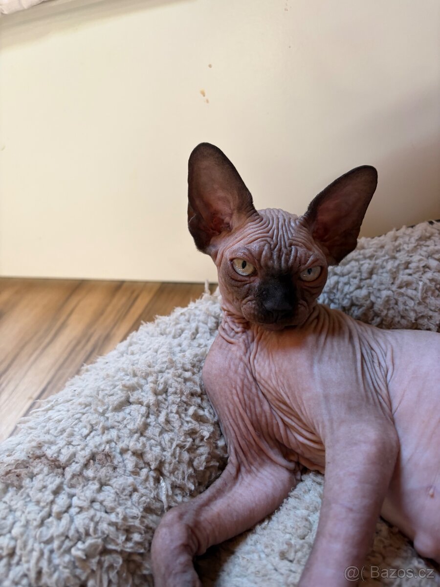 Kocourek Sphynx (Elf - Strike) - 5