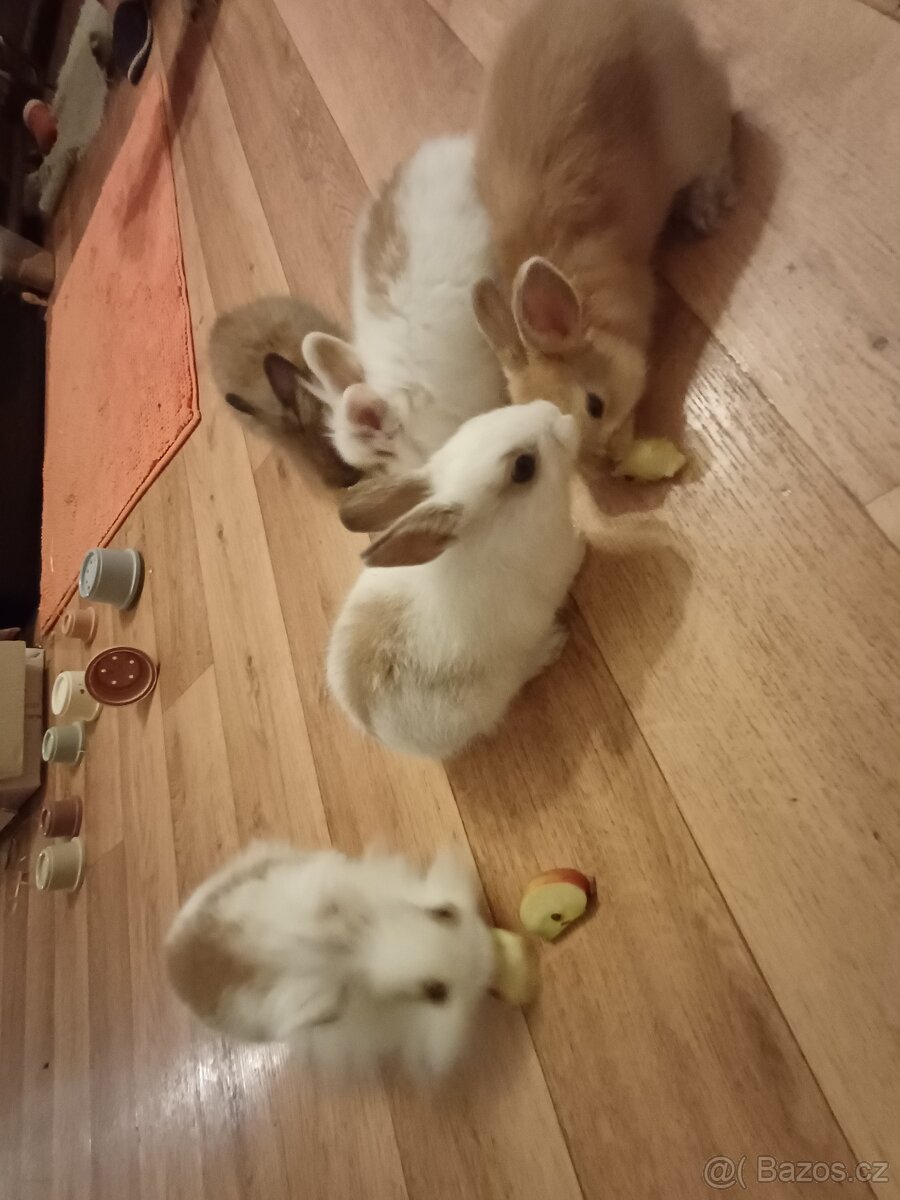 Zakrslí králík. - 5