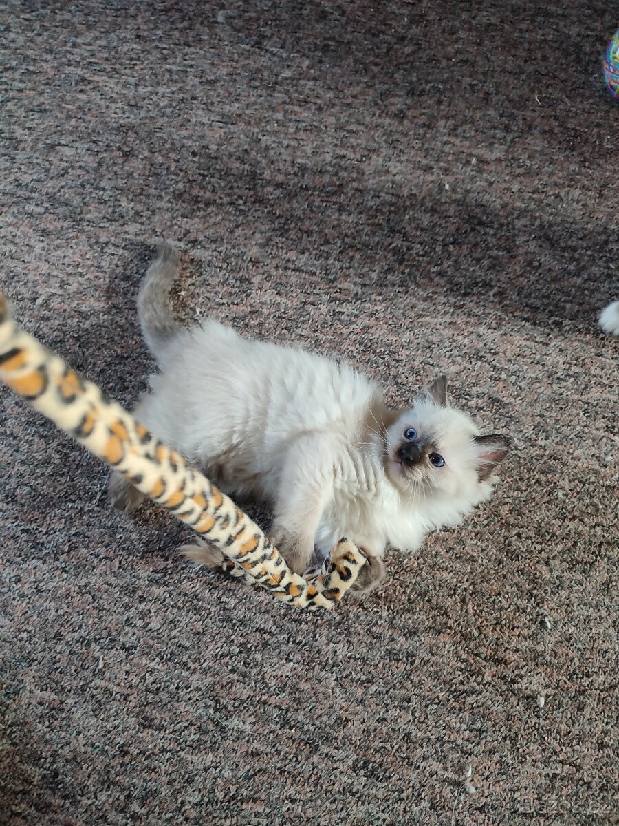 Ragdoll koťátka bez PP - 5