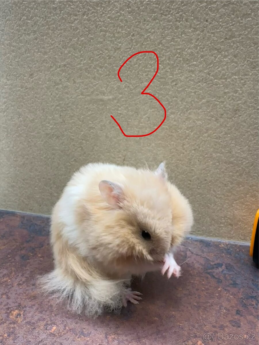 Křeček zlatý, syrský - 5