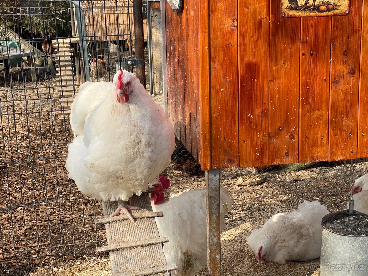 Orpingtonka velká bílá chovný kmen - 5