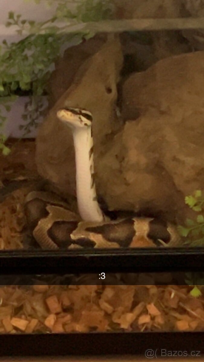 Krajta královská - python regius - 5