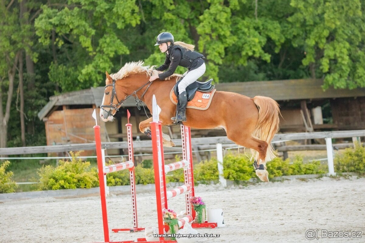 Pony valach B (148 cm) - 5