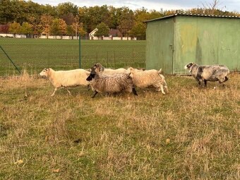 PRODÁM JEHŇATA - 5