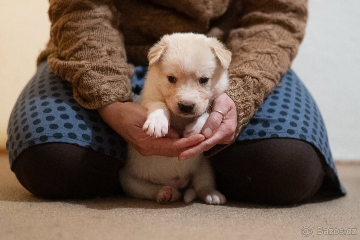 Štěňata kříženci, středně velcí - 5