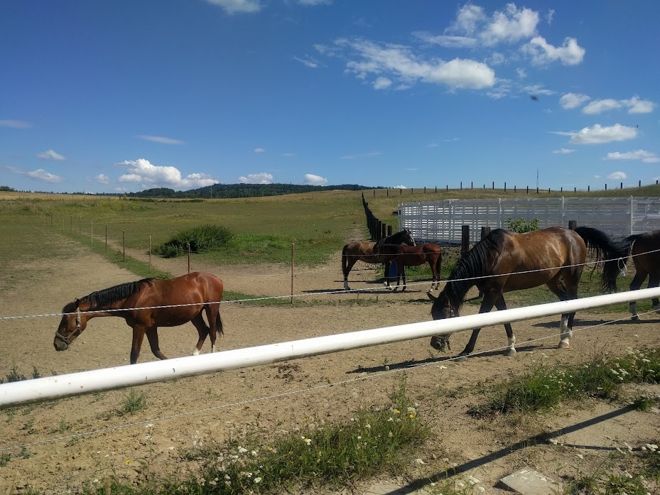 ustájení v rodinné sportovní stáji - 5