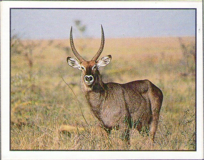 Encyklopedie ohrožených zvířat WWF Lutra Panini (1991) - 5