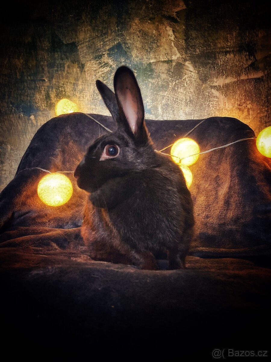 Zakrslý králík s pp -Helena - 5