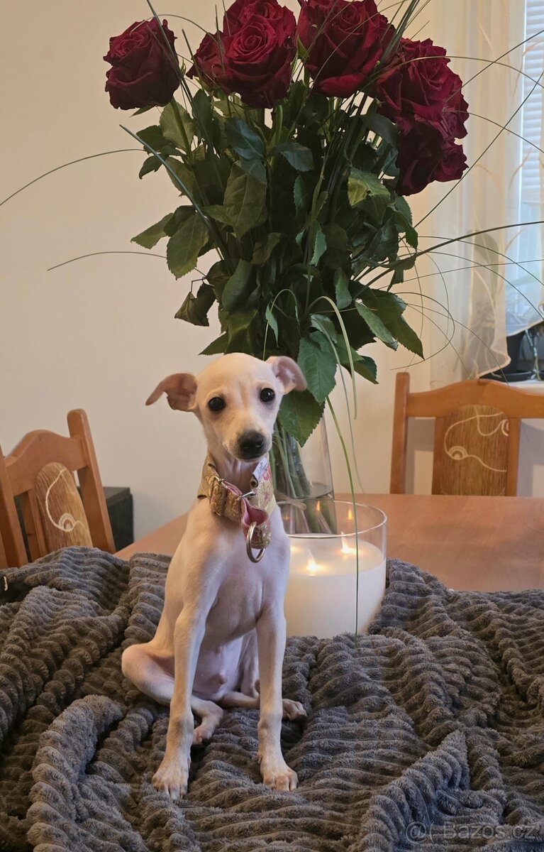 Italsky chrtik s pp - 5