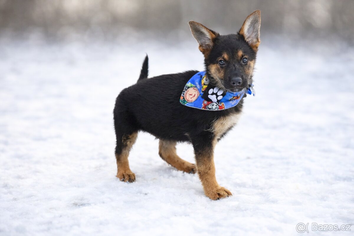 Sidney hledá domov - 5