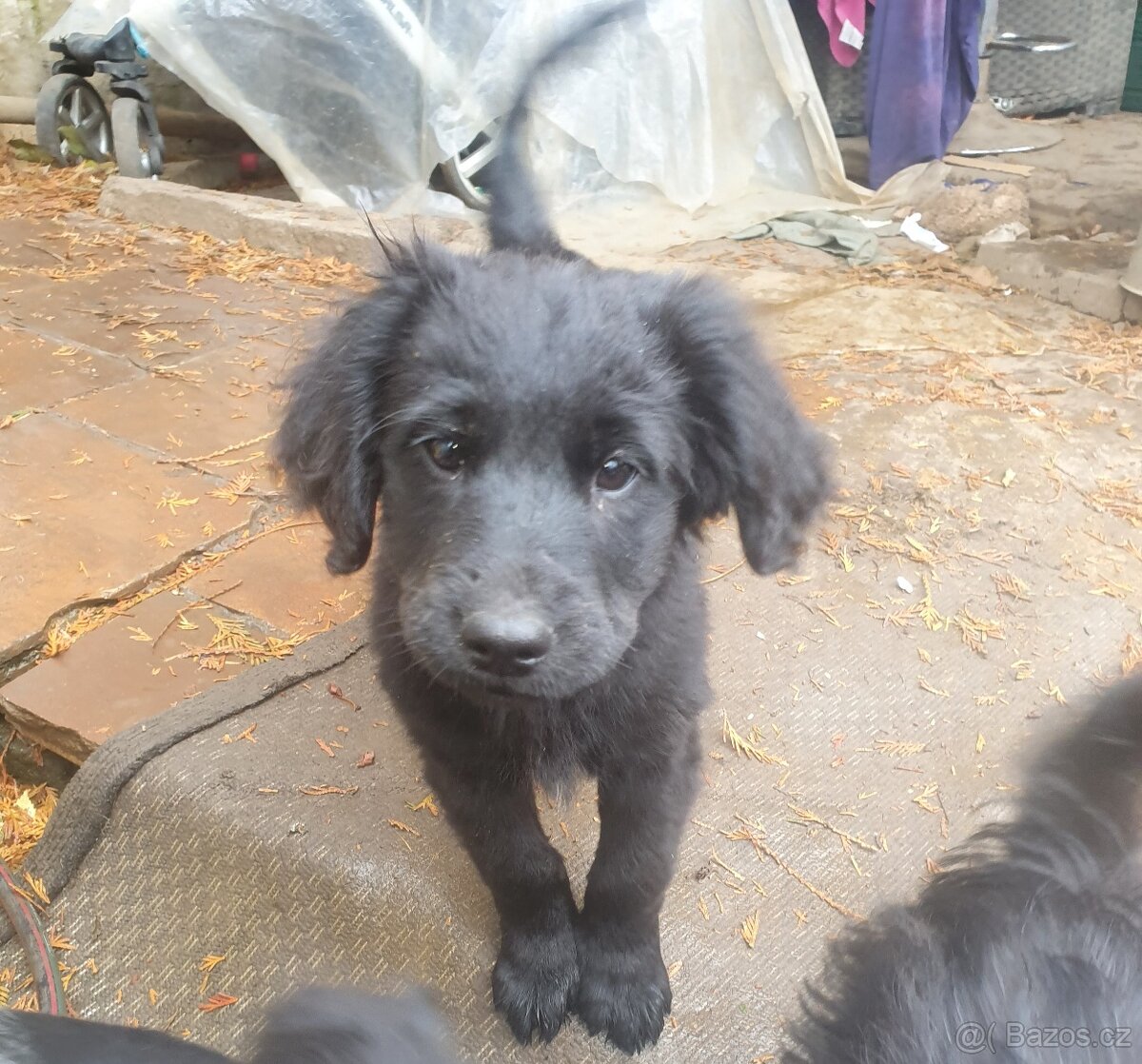 stene krizenec borderkolie× bretansky ohar/holandsky pinc - 5