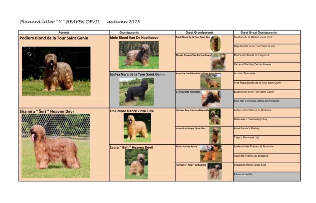 BRIARD PLAVÝ KLUK - 5