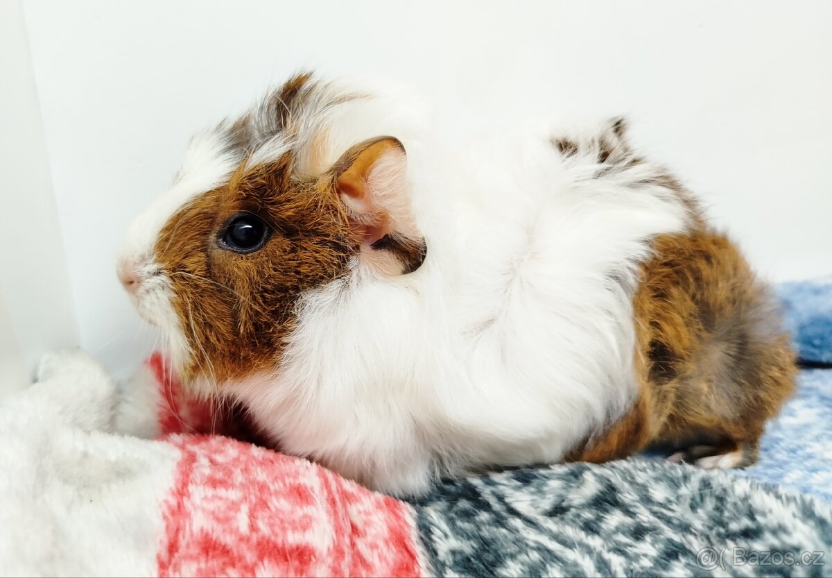 Morče, Morčata, Morčátko, Morčátka - GIGI A GINA - 5