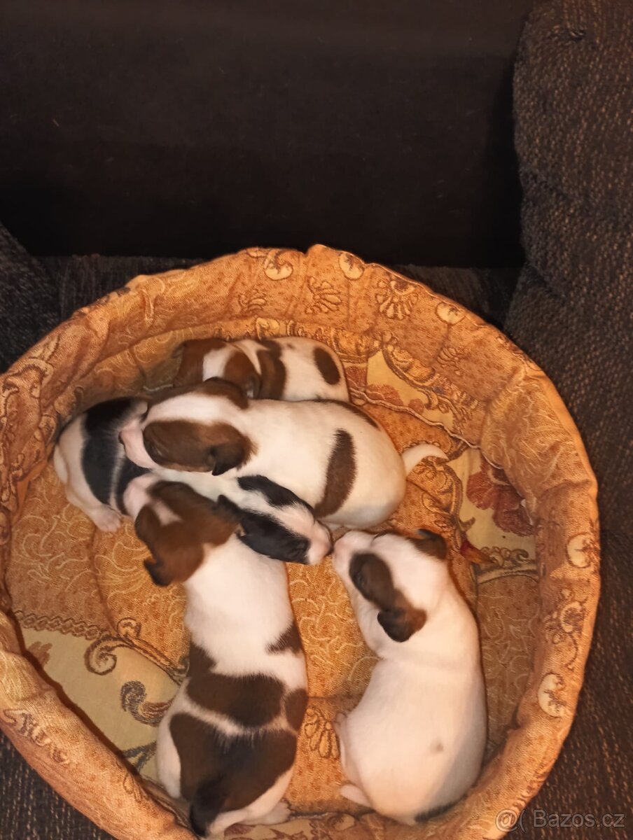 Jack Russell teriér bez PP - 5